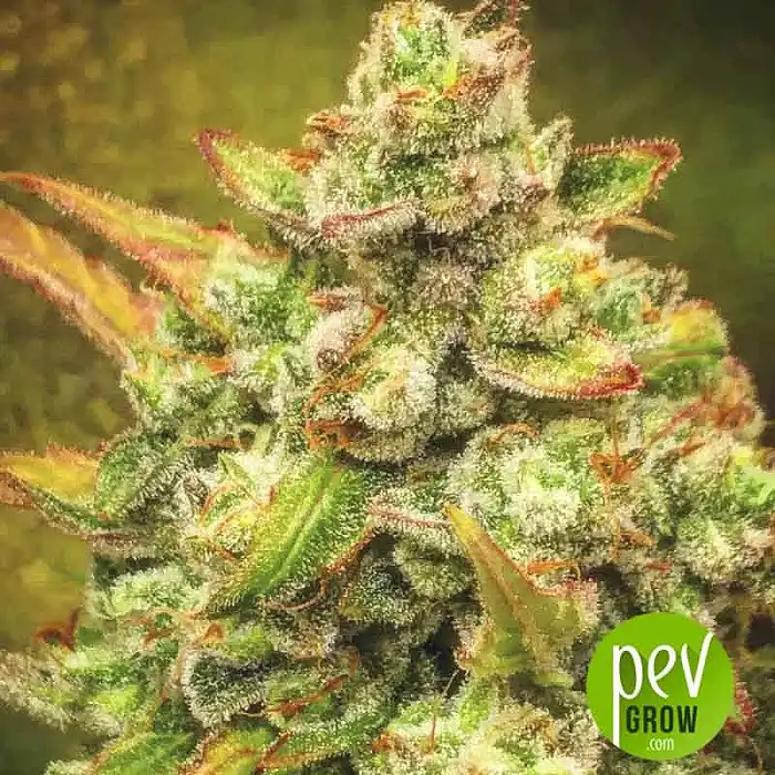 Amnesia Haze Automatic - Nirvana Seeds