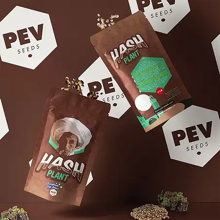Hash Plant - PEV Seeds