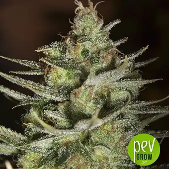 Z Valley - Positronics