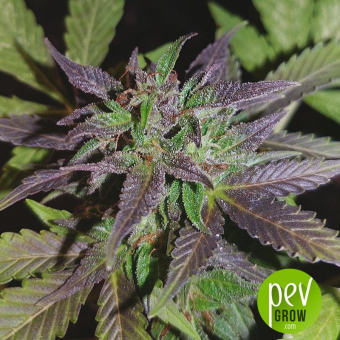 Purple Cherry - Positronics