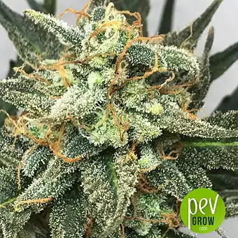 Fruit Punch - Heavyweight Seeds