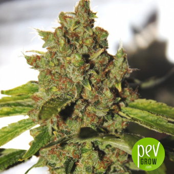 Jack Straw Regular - SubCool The Dank - Subcool's the Dank