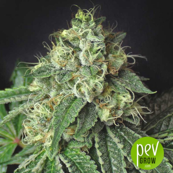 Jesus OG Kush Regular - Subcool the Dank - Subcool's the Dank
