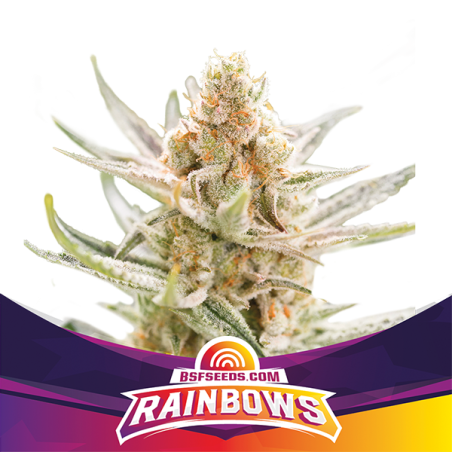 2 Rainbows by BSF Seeds 2 Rainbows by BSF Seeds