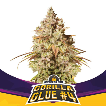 2 Gorilla Glue 4 by BSF Seeds 2 Gorilla Glue 4 by BSF Seeds