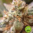 Auto Wonder Woman - Nirvana Seeds