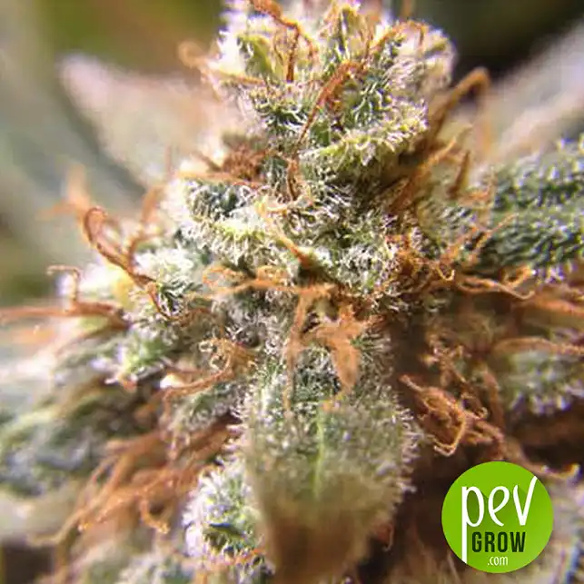 Auto Wonder Woman - Nirvana Seeds