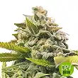 Auto Wonder Woman - Nirvana Seeds