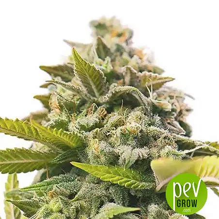 Auto Wonder Woman - Nirvana Seeds