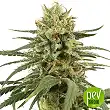 Amnesia Auto - Nirvana Seeds