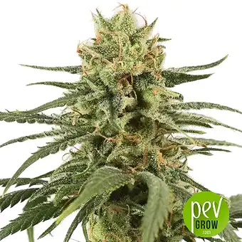 Amnesia Auto - Nirvana Seeds