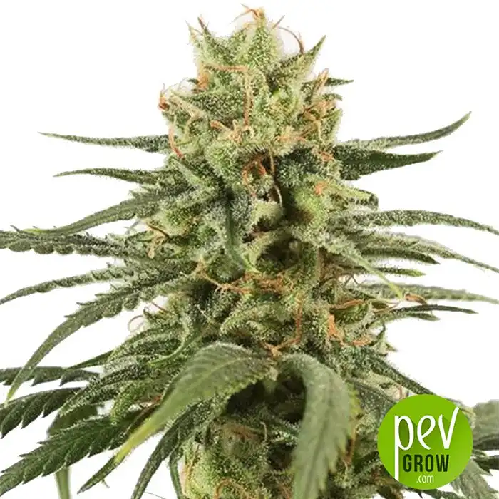 Amnesia Auto - Nirvana Seeds