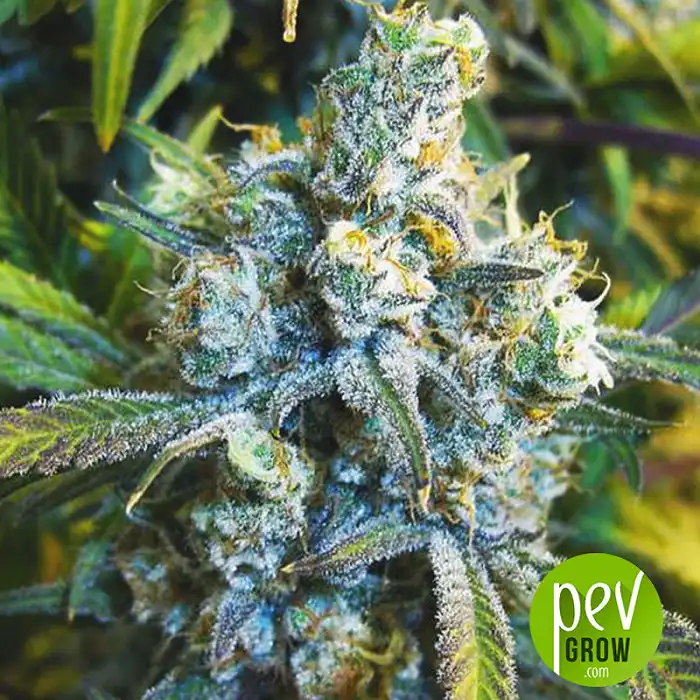 Super Silver Haze - Nirvana Seeds