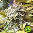 Somango XXL - Nirvana Seeds