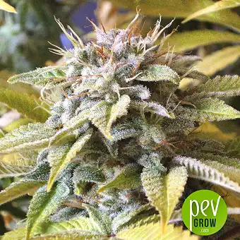 Somango XXL - Nirvana Seeds