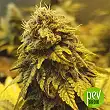 Auto Original Glue - Nirvana Seeds Auto Original Glue - Nirvana Seeds