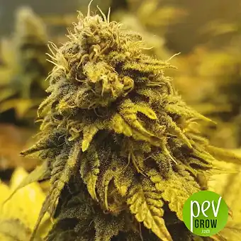 Auto Original Glue - Nirvana Seeds