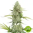 BCN Critical XXL Auto - Seed Stockers BCN Critical XXL Auto - Seed Stockers