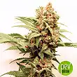 CBG-Force - Dutch Passion CBG-Force - Dutch Passion