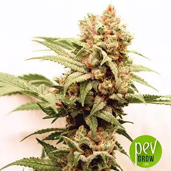 CBG-Force - Dutch Passion