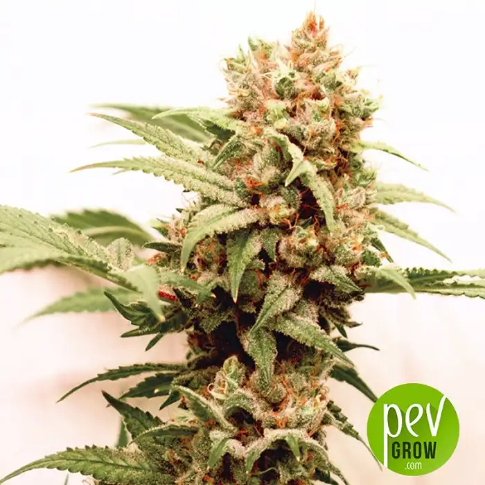 CBG-Force - Dutch Passion