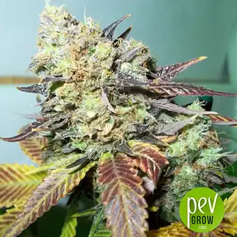 Lucid Bolt - Paradise Seeds