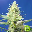 Sweet Peach Auto CBD - Original Sensible Seeds Sweet Peach Auto CBD - Original Sensible Seeds