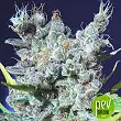 Runtz Gum - Original Sensible Seeds