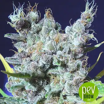 Runtz Gum - Original Sensible Seeds