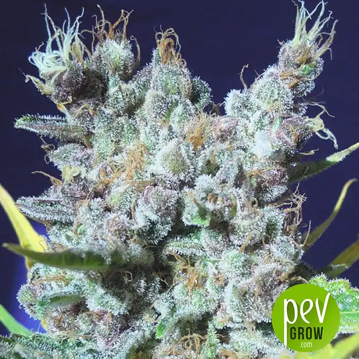 Runtz Gum - Original Sensible Seeds