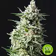 Anesthesia Auto - Pyramid Seeds