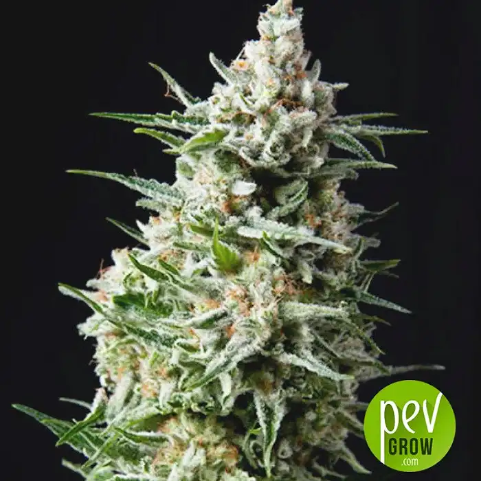 Anesthesia Auto - Pyramid Seeds