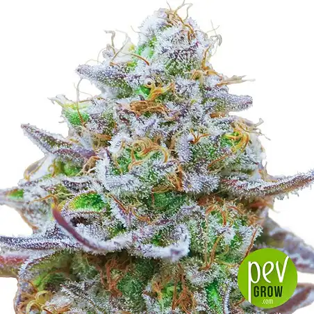 Gorilla Zkittlez - Barney's Farm