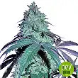 Blue Gelato 41 Barney's Farm Blue Gelato 41 Barney's Farm