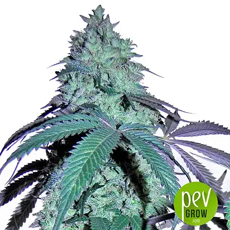 Blue Gelato 41 Barney's Farm