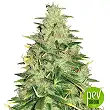 Super Skunk - Sensi Seeds