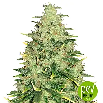 Super Skunk - Sensi Seeds