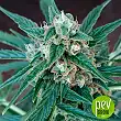 Magnum Auto - Buddha Seeds