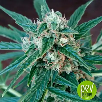 Magnum Auto de la Buddha...