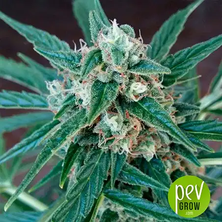 Magnum Auto - Buddha Seeds