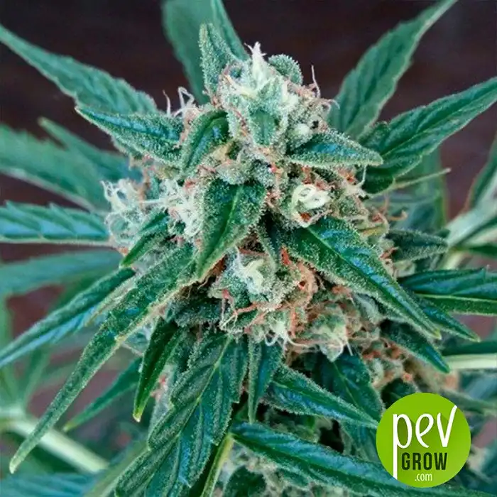 Magnum Auto - Buddha Seeds