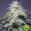 LSD Auto - Barney's Farm