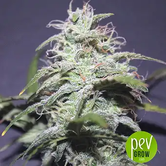 LSD Auto - Barney's Farm