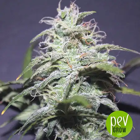 LSD Auto - Barney's Farm