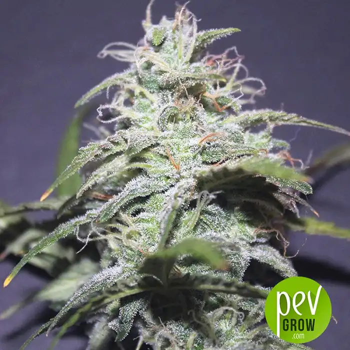 LSD Auto - Barney's Farm