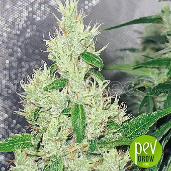 Y Griega - Medical Seeds