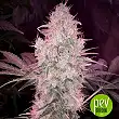 Critical Orange Punch - Dutch Passion