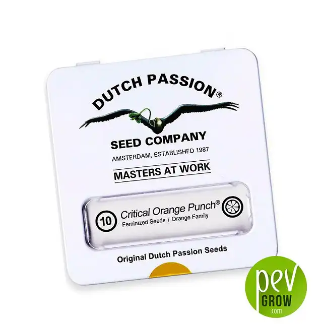 Critical Orange Punch package - Dutch Passion