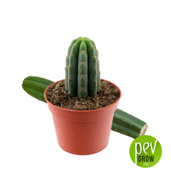 Buy Cheap Mescaline Cactus Online