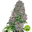 Purple Bud White Label Sensi Seeds